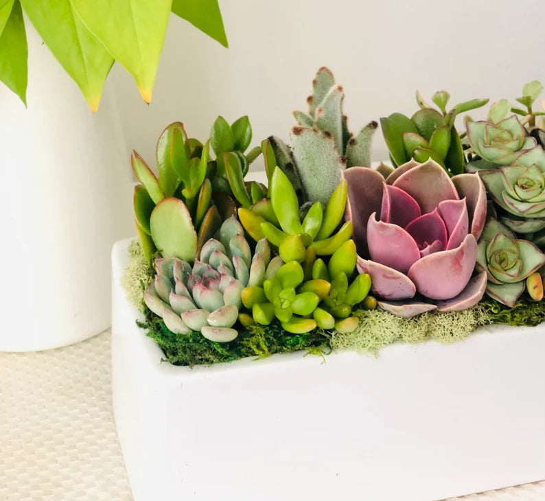 Sun-loving live succulent arrangement in 12" ceramic white planter