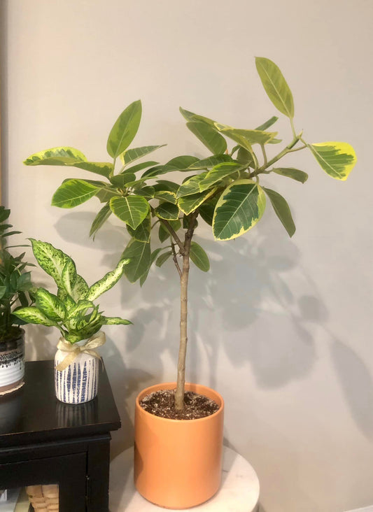 Ficus Audrey in Orange Ceramic Floor Planter (3-4' tall)