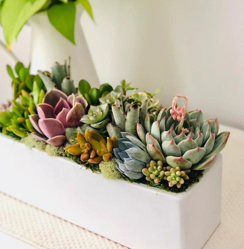 Sun-loving live succulent arrangement in 12" ceramic white planter