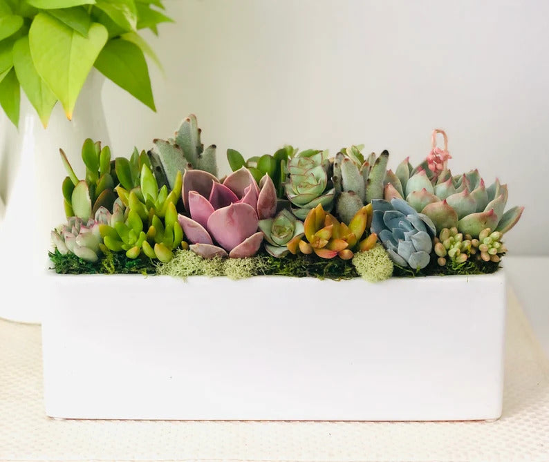 Sun-loving live succulent arrangement in 12" ceramic white planter