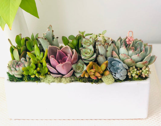 Sun-loving live succulent arrangement in 12" ceramic white planter