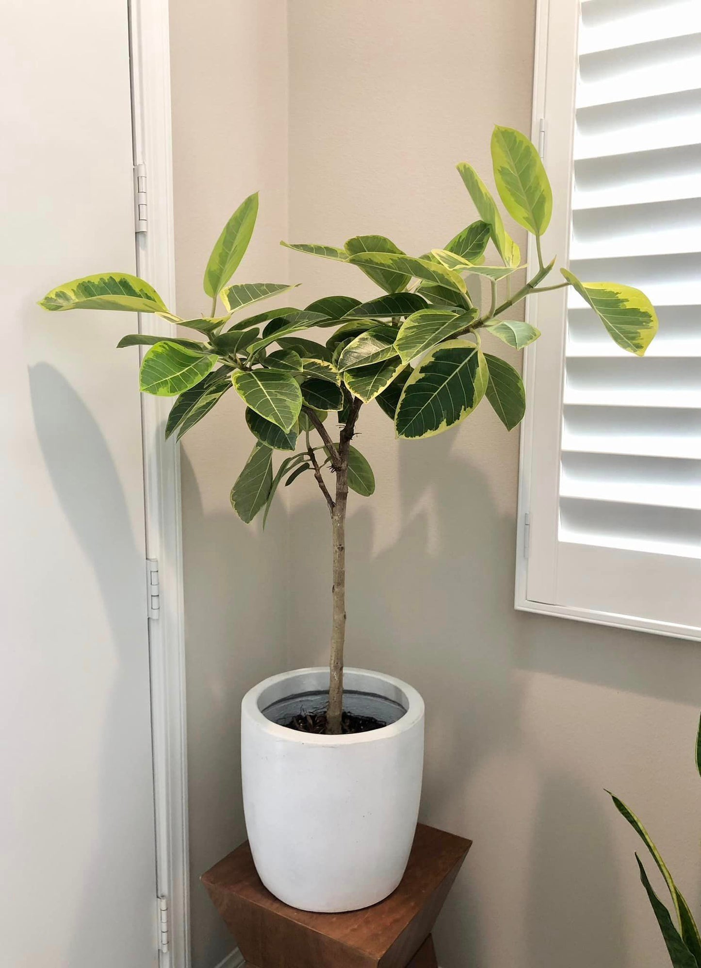 Ficus Audrey in Grey Cement Floor Planter (3-4' tall)