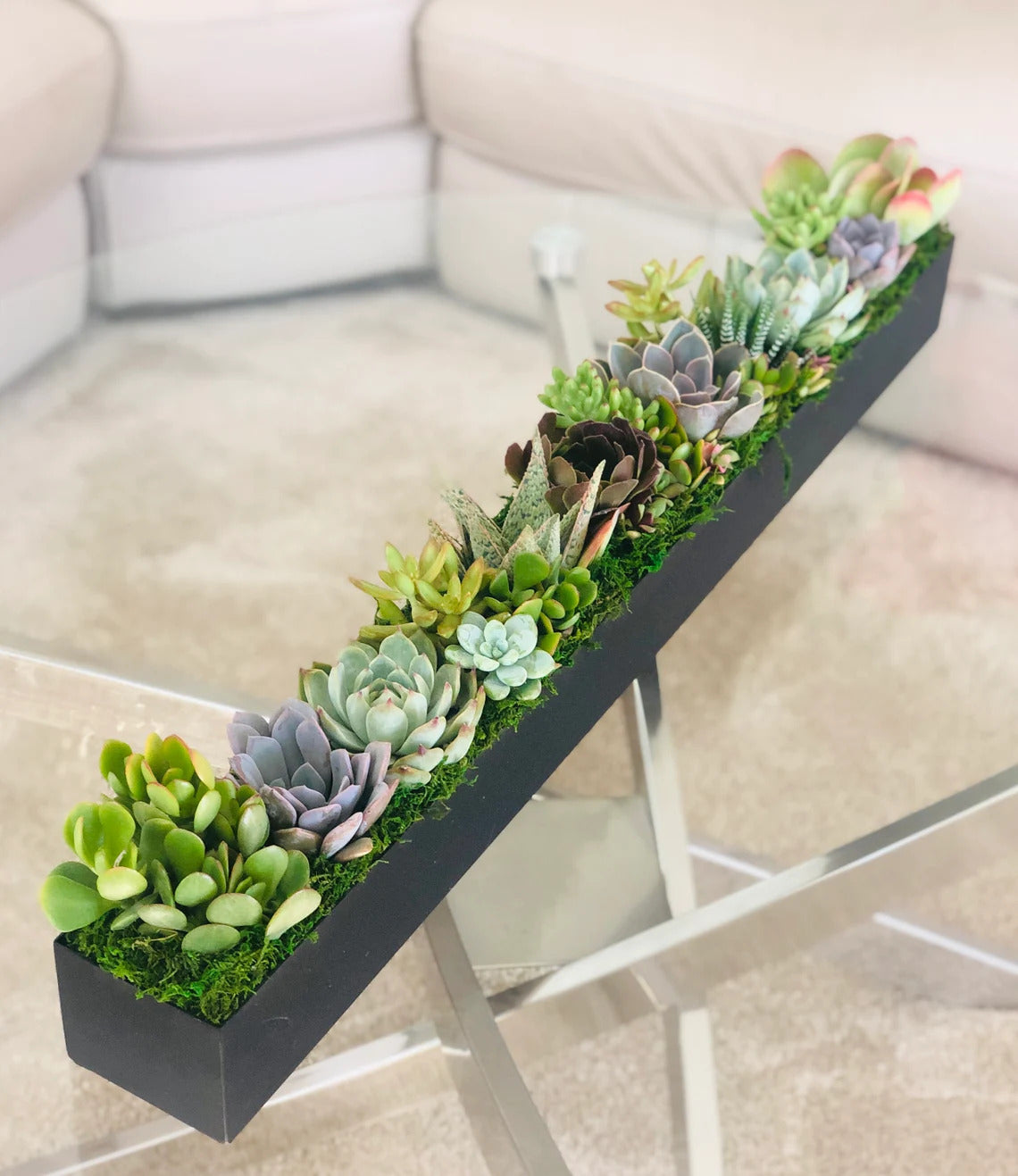 Sun-loving live succulent arrangement in 32" metal planter (black)