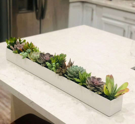 Sun-loving live succulent arrangement in 32" metal planter (white)