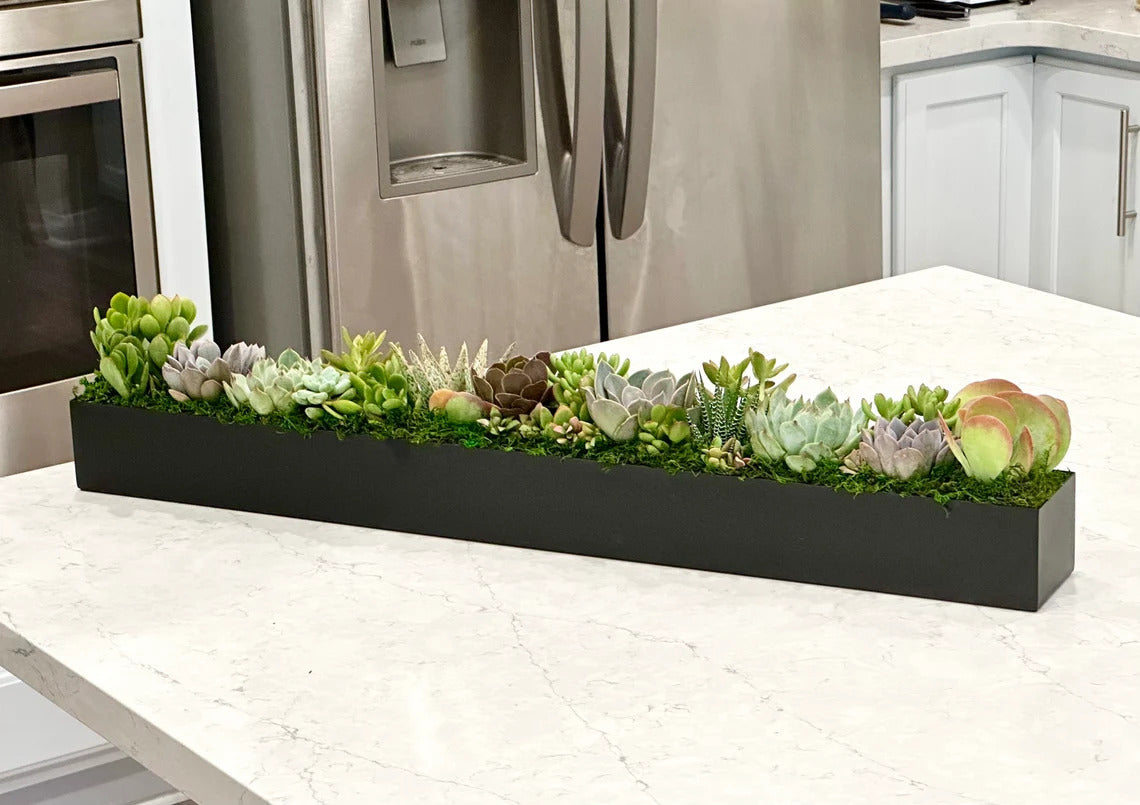 Sun-loving live succulent arrangement in 32" metal planter (black)