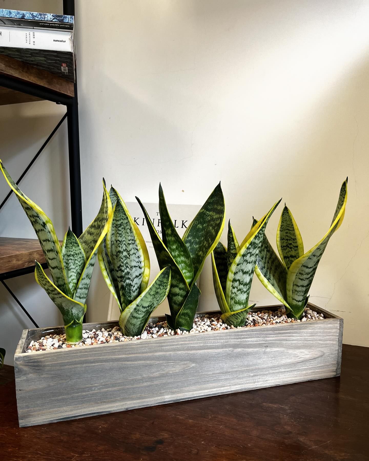 Live snake plants in wood planter, Dining table centerpiece, Entry table decor