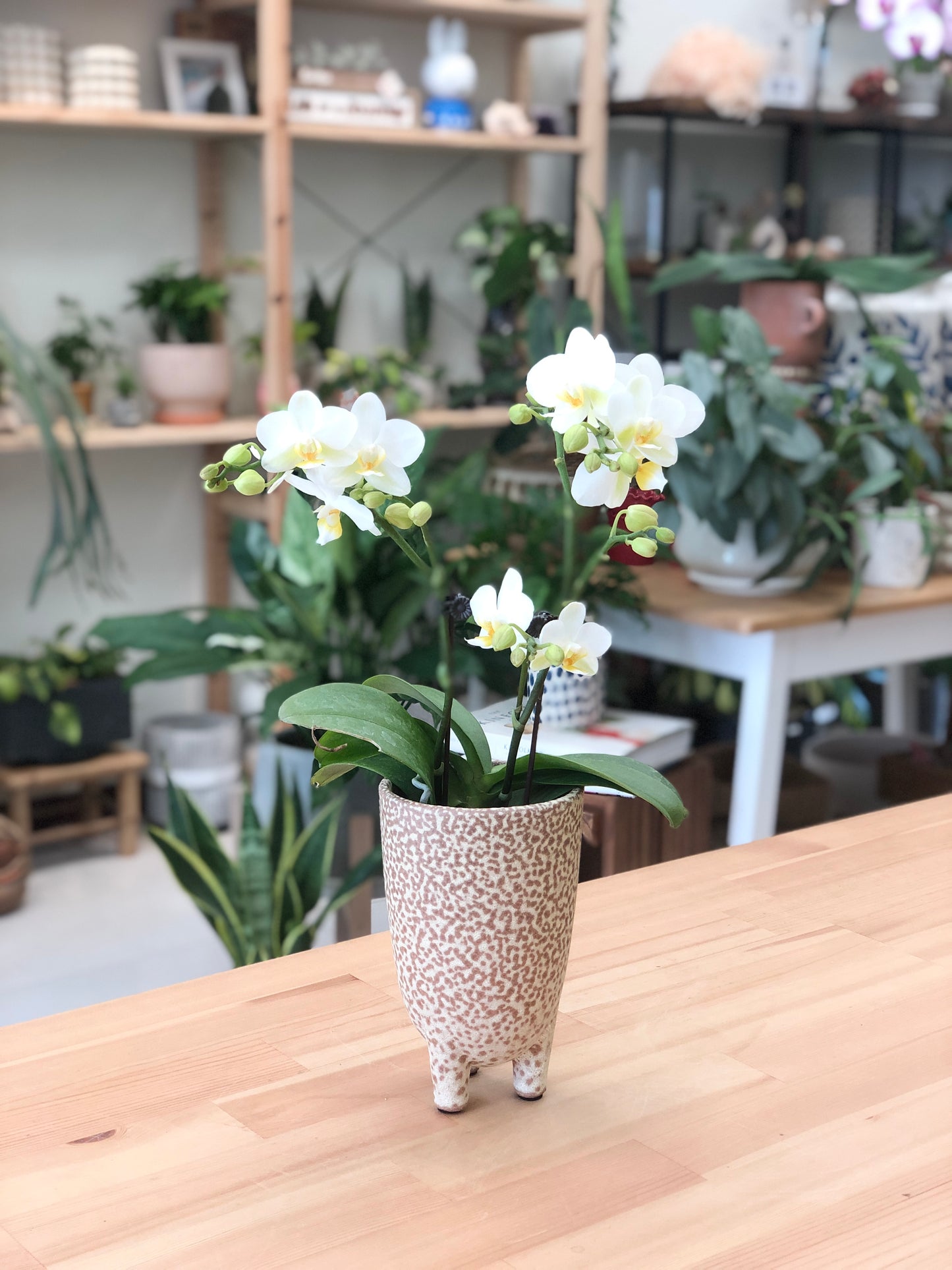 Elegant Phalaenopsis Orchid in speckled terracotta planter