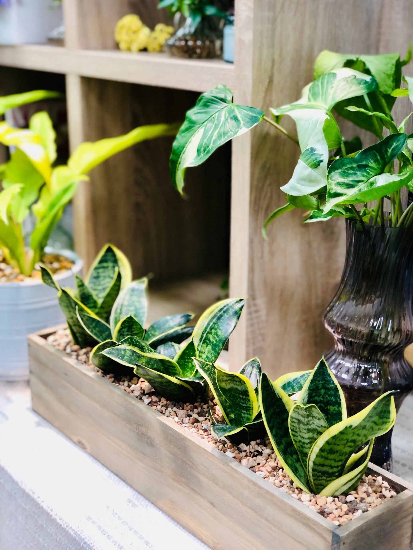 Live snake plants in wood planter, Dining table centerpiece, Entry table decor