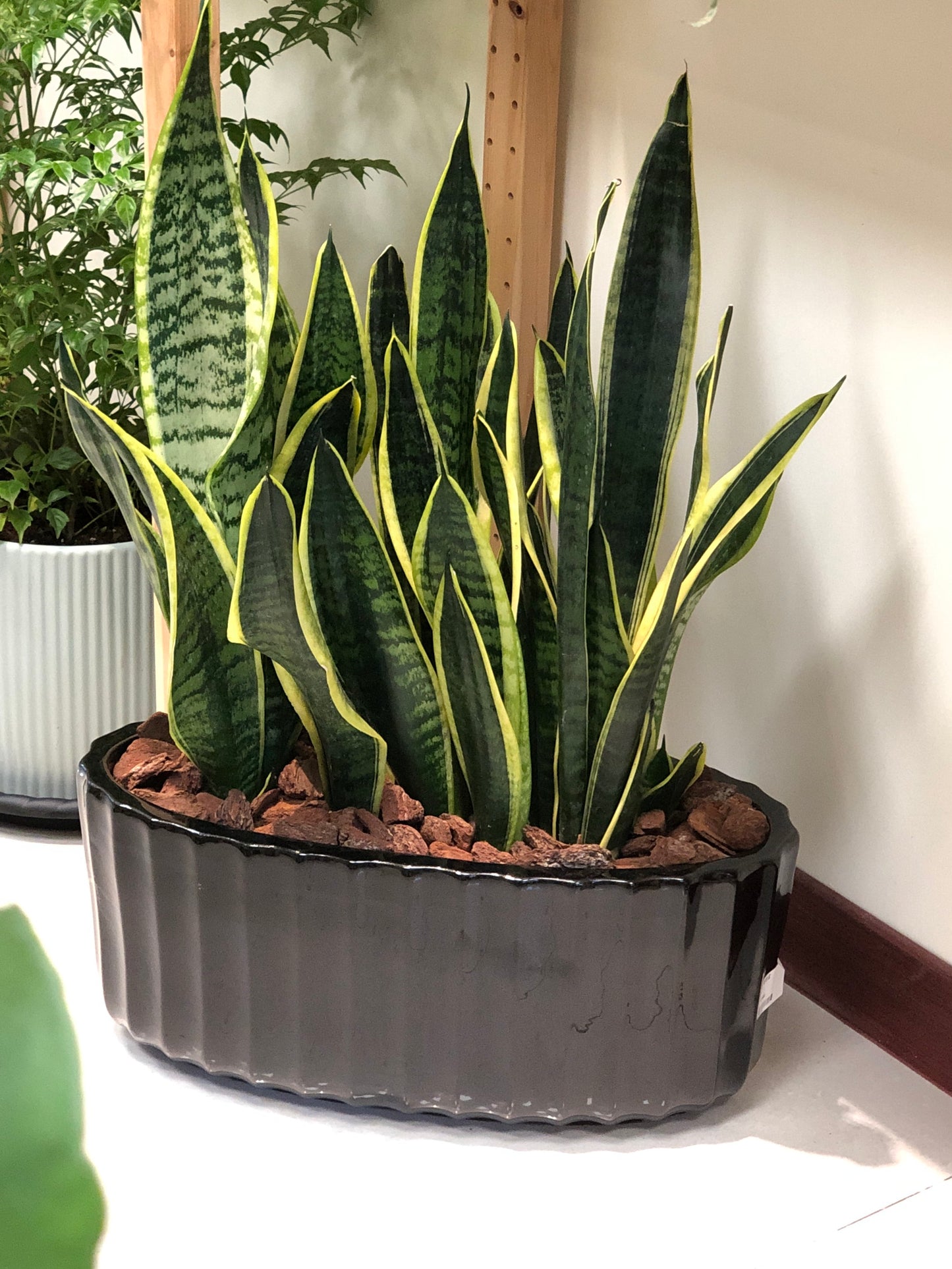 Live Snake Plant in Black Glazed Sculptural Planter, Housewarming Plant Gift