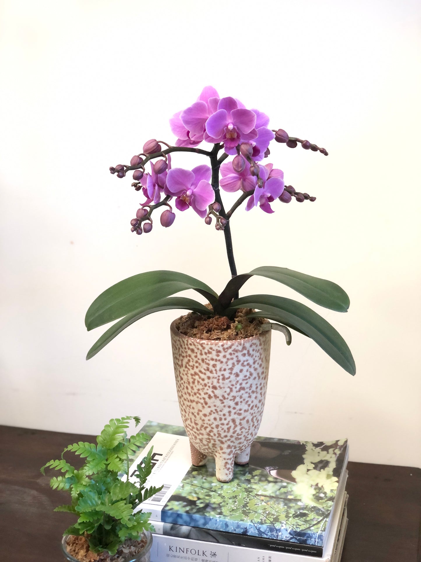 Elegant Phalaenopsis Orchid in speckled terracotta planter