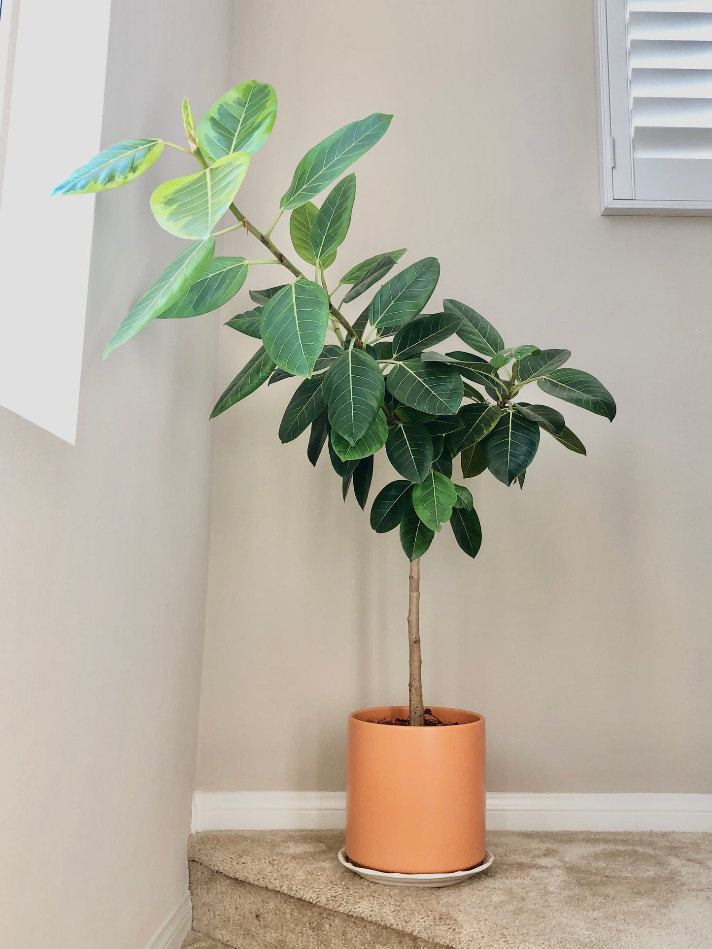 Ficus Audrey in Orange Ceramic Floor Planter (3-4' tall)