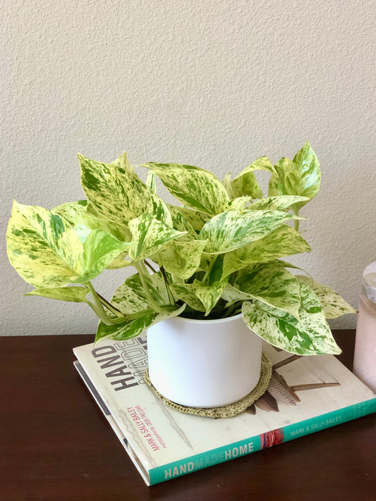 Indoor-Loving Snow Queen Pothos in White or Black Ceramic Pot (4”)