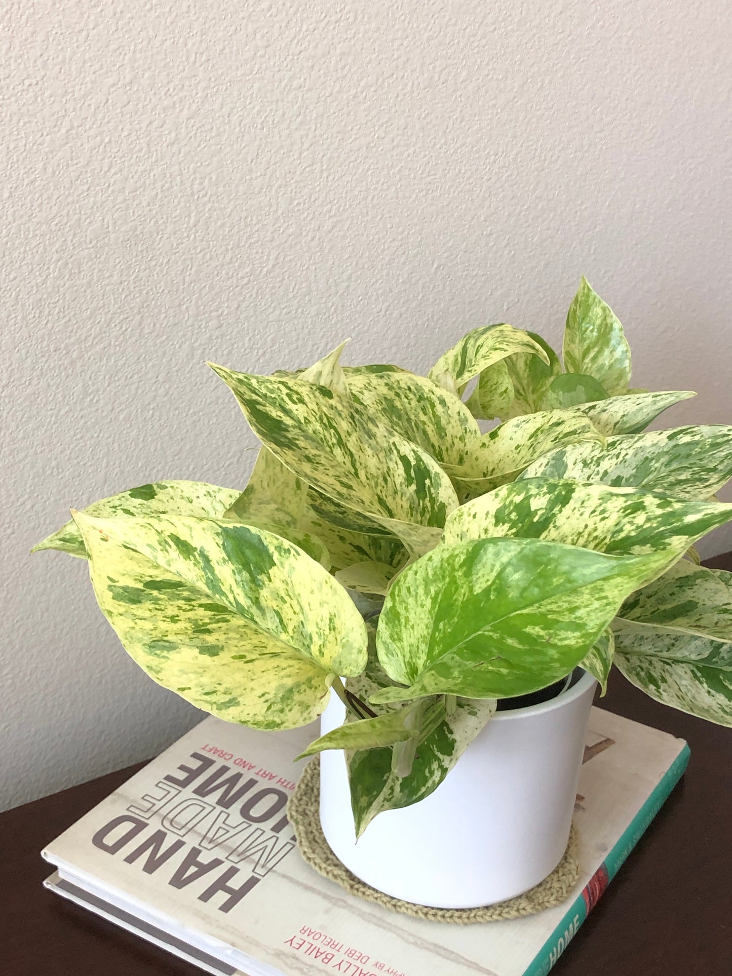 Indoor-Loving Snow Queen Pothos in White or Black Ceramic Pot (4”)