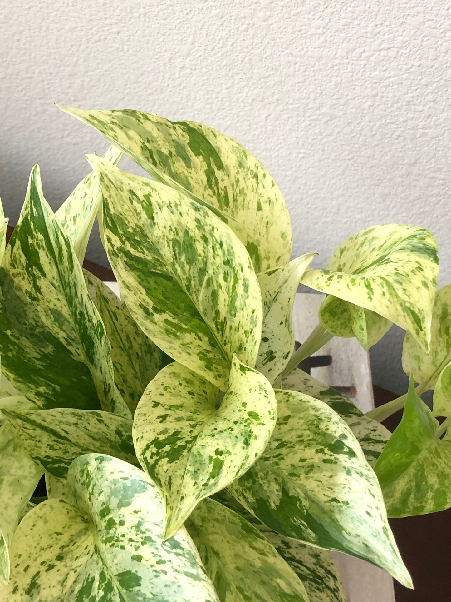 Indoor-Loving Snow Queen Pothos in White or Black Ceramic Pot (4”)