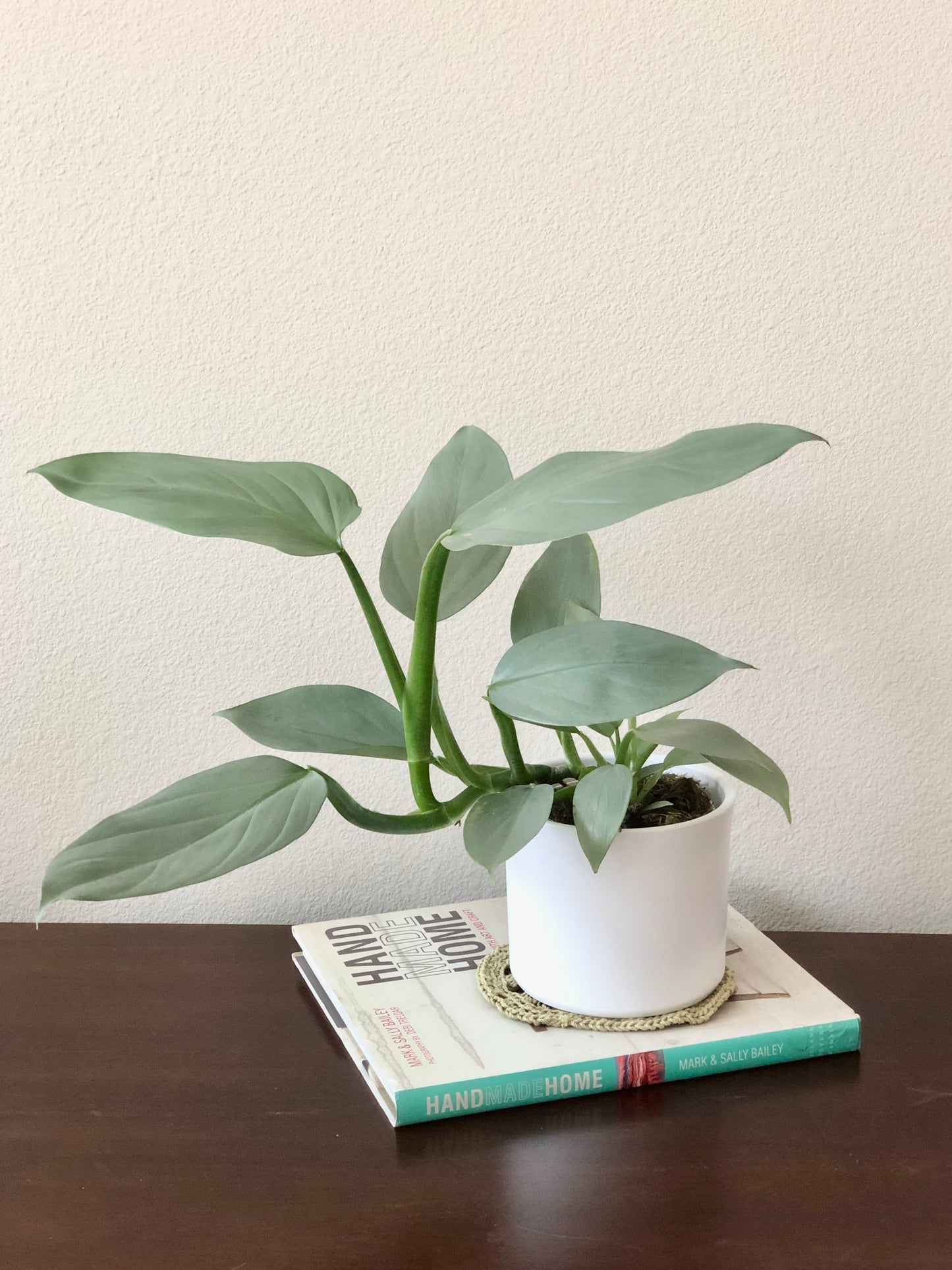 Indoor-Loving Philodendron Silver Sword in White or Black Ceramic Pot (4”)