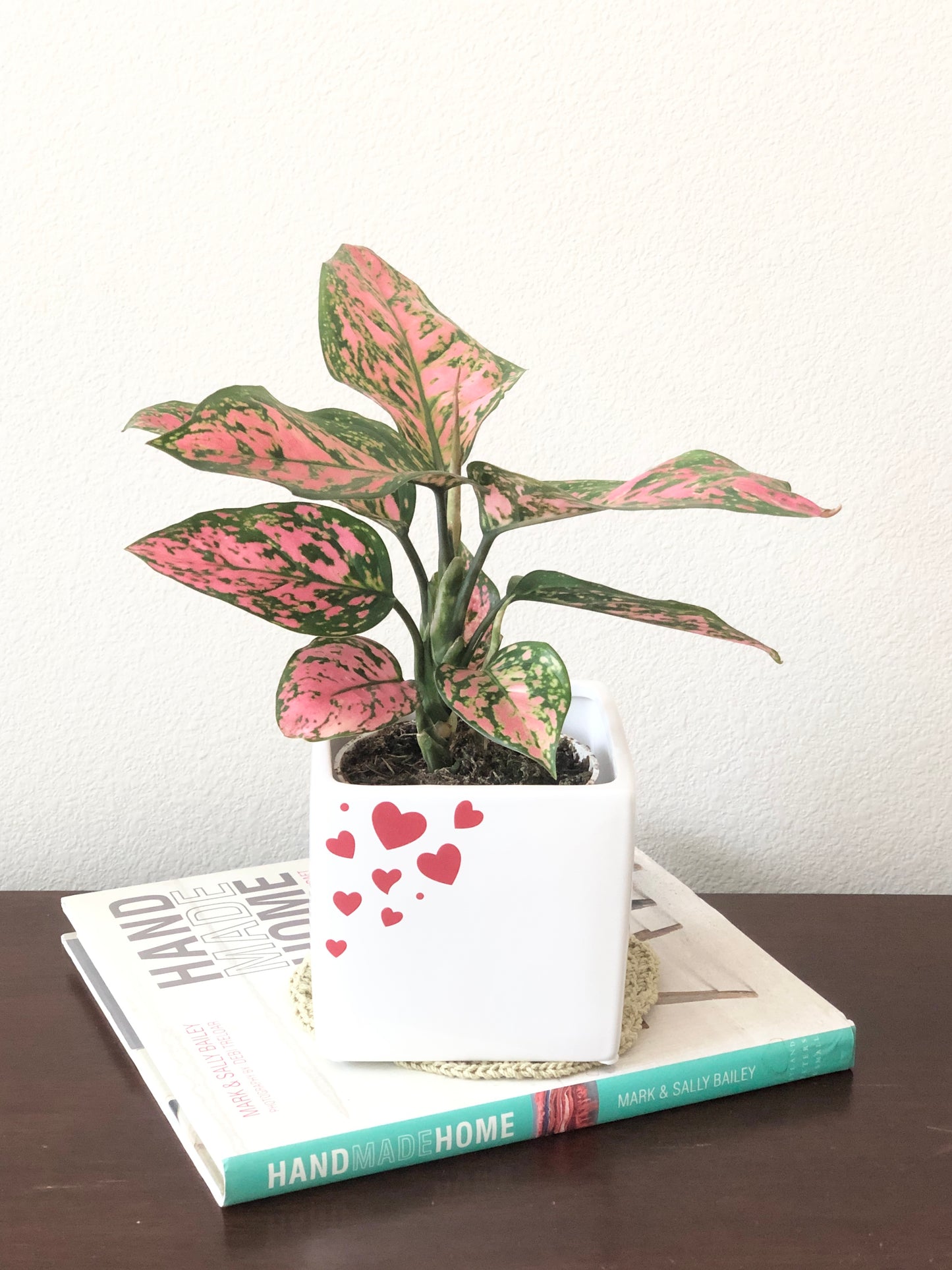 Indoor-Loving Lady Valentine  in White Ceramic Pot with heart print (4”)