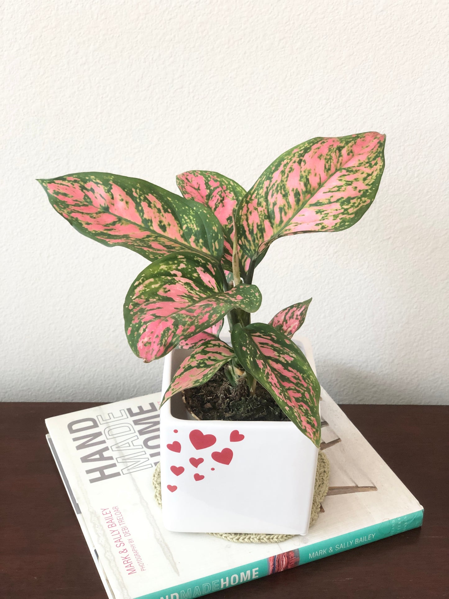 Indoor-Loving Lady Valentine  in White Ceramic Pot with heart print (4”)