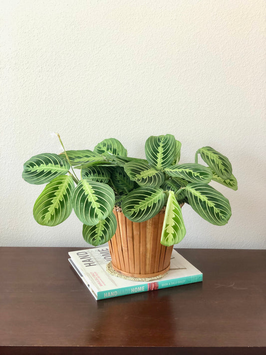 Indoor-Loving Lemon Lime Maranta in seagrass basket (6”)