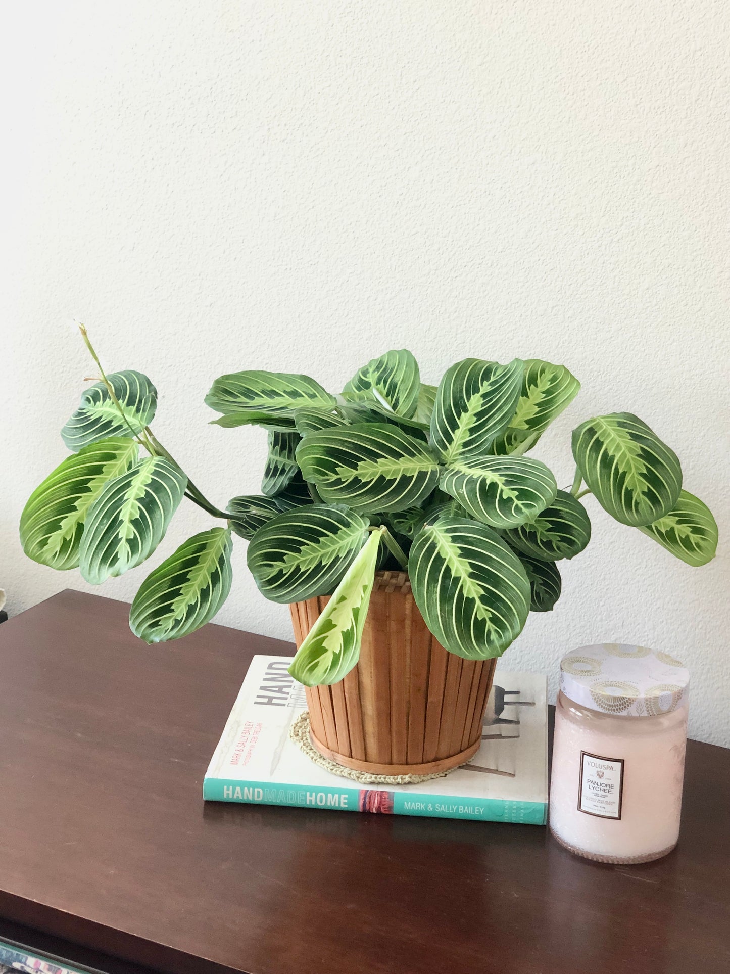 Indoor-Loving Lemon Lime Maranta in seagrass basket (6”)