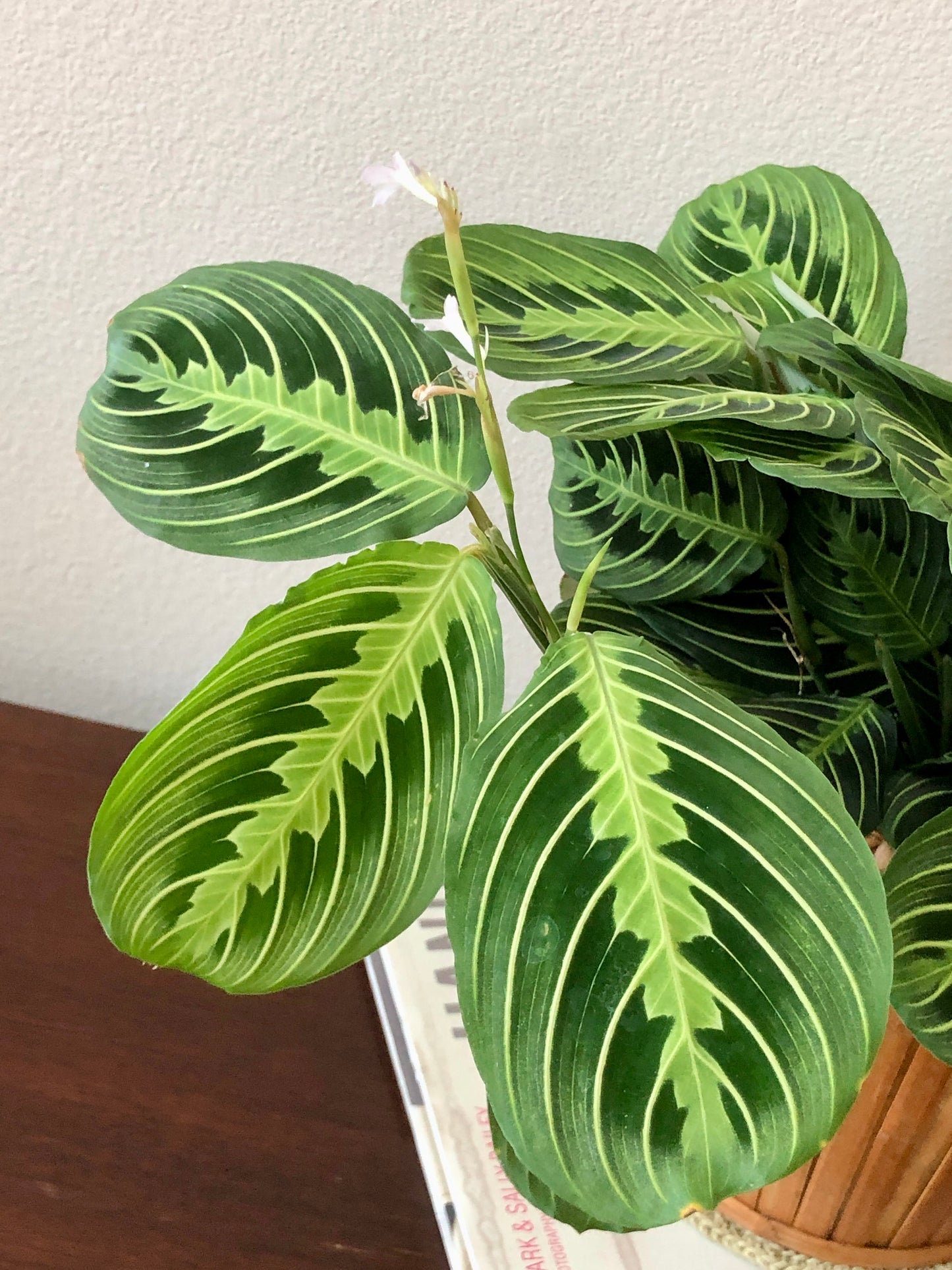 Indoor-Loving Lemon Lime Maranta in seagrass basket (6”)