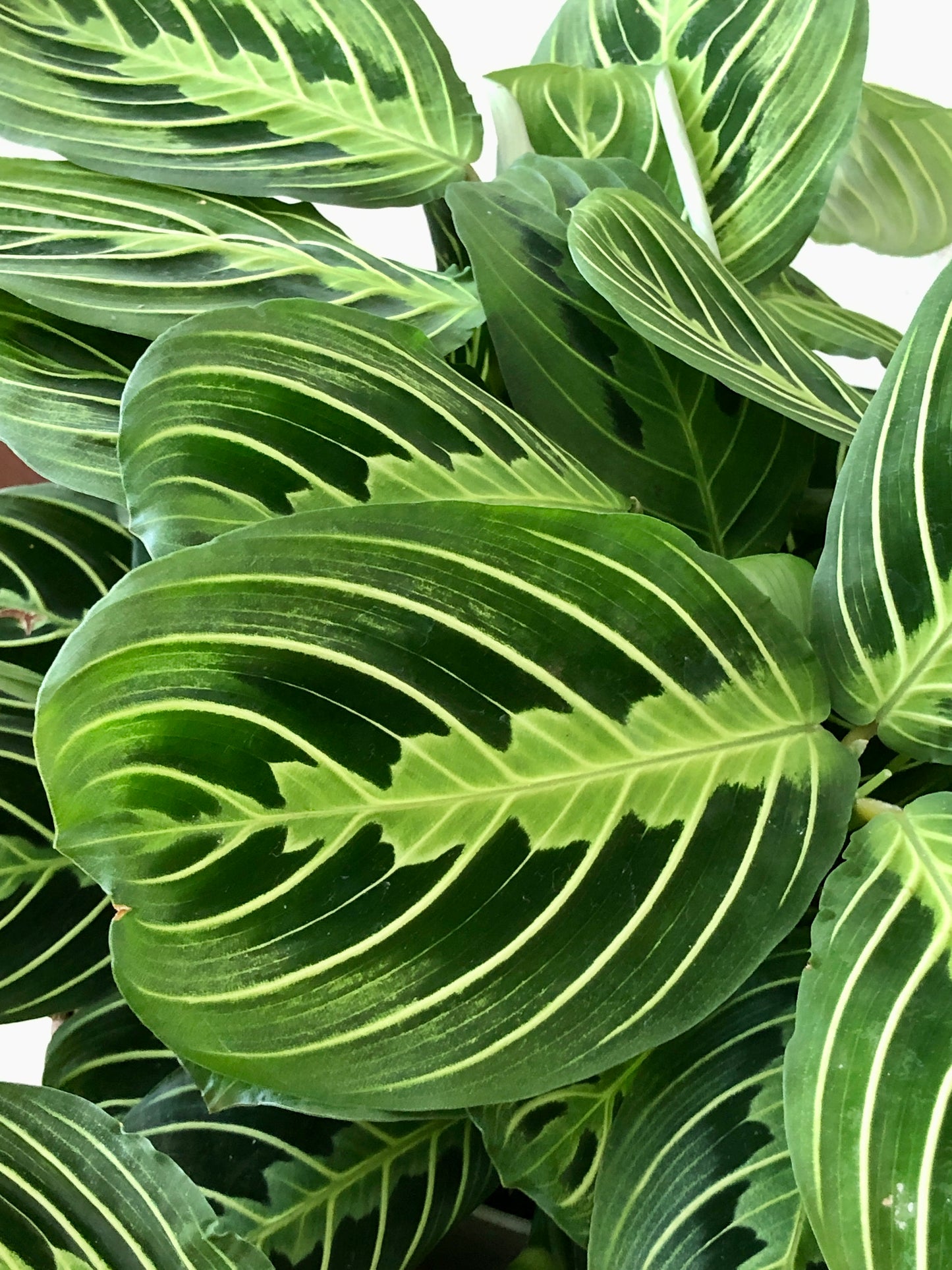 Indoor-Loving Lemon Lime Maranta in White or Black Ceramic Pot (4”)