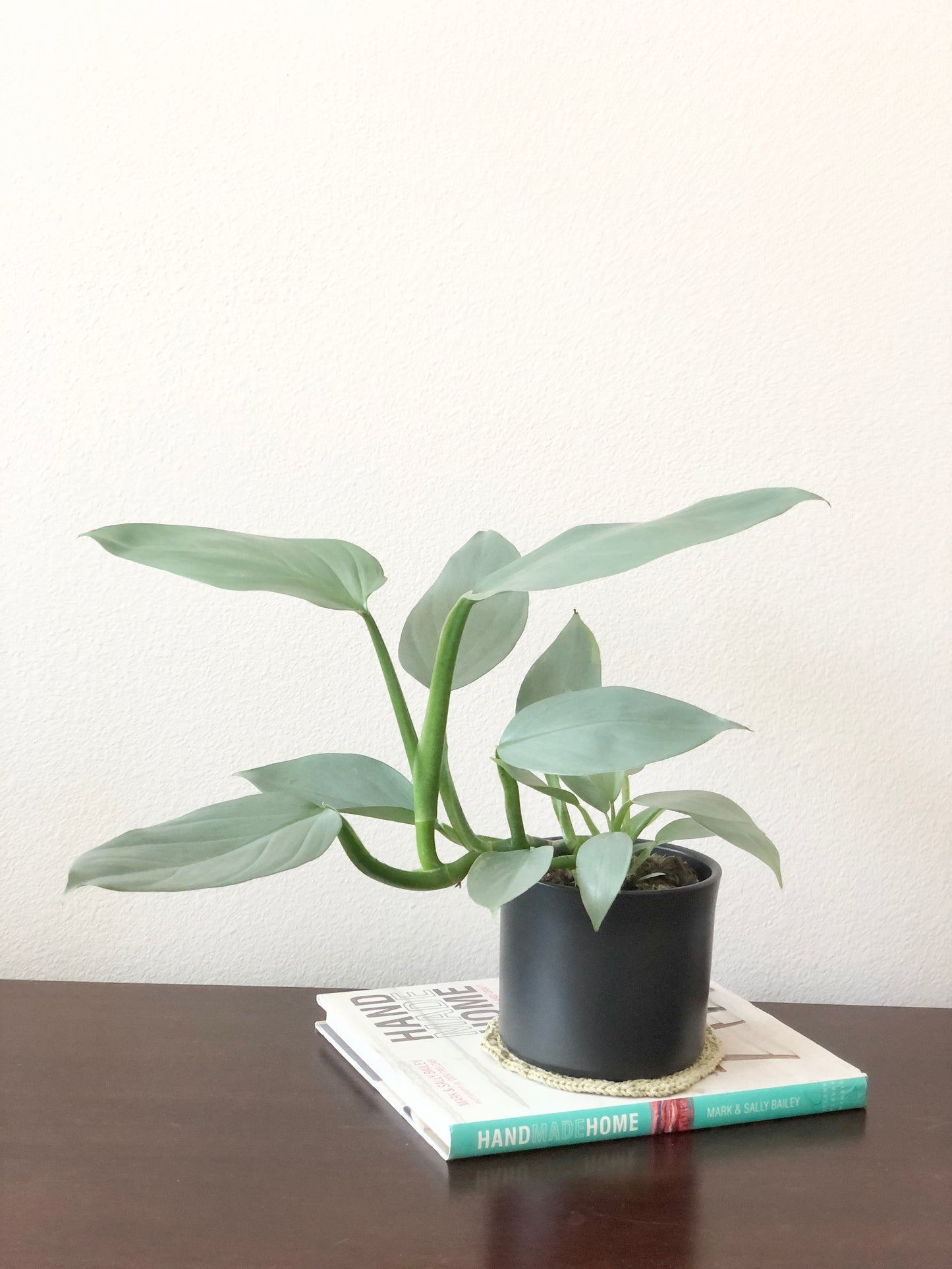 Indoor-Loving Philodendron Silver Sword in White or Black Ceramic Pot (4”)