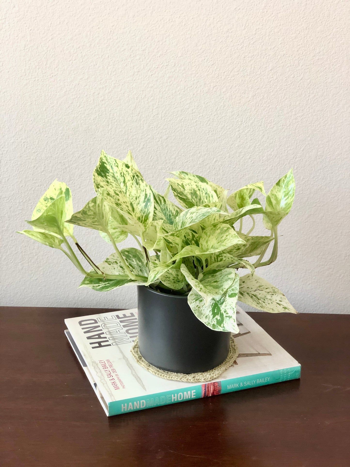 Indoor-Loving Snow Queen Pothos in White or Black Ceramic Pot (4”)