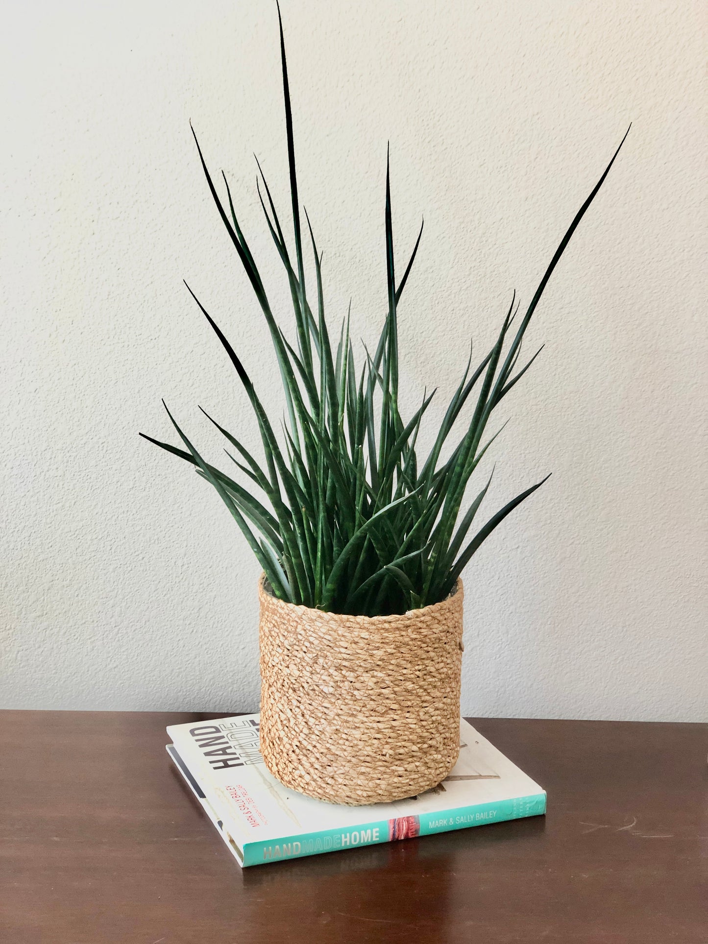 Indoor-Loving African Spear Plant (snake plant) in seagrass basket planter (6")