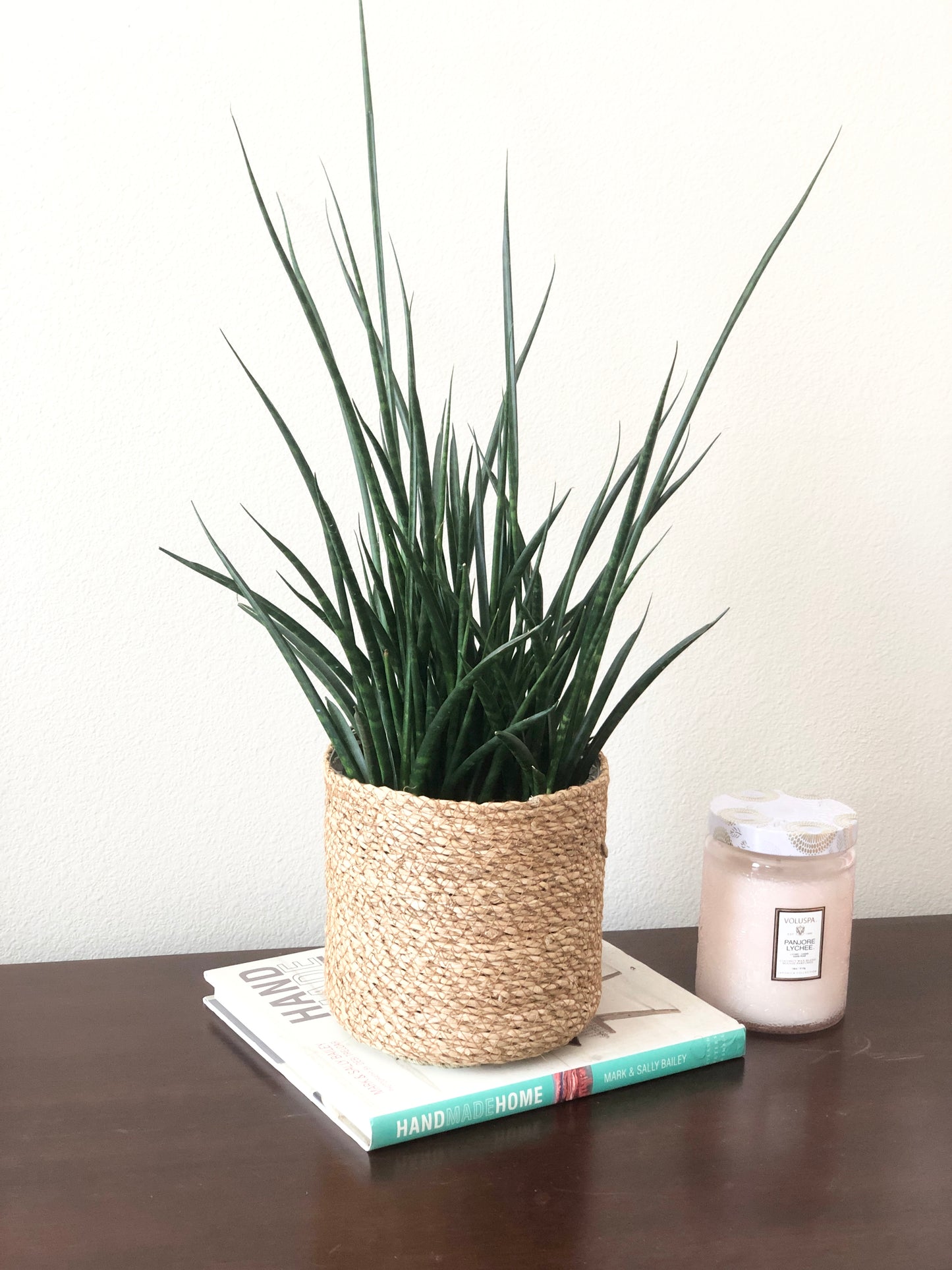 Indoor-Loving African Spear Plant (snake plant) in seagrass basket planter (6")