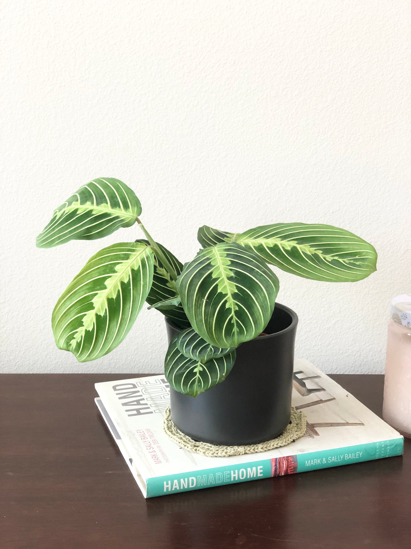 Indoor-Loving Lemon Lime Maranta in White or Black Ceramic Pot (4”)