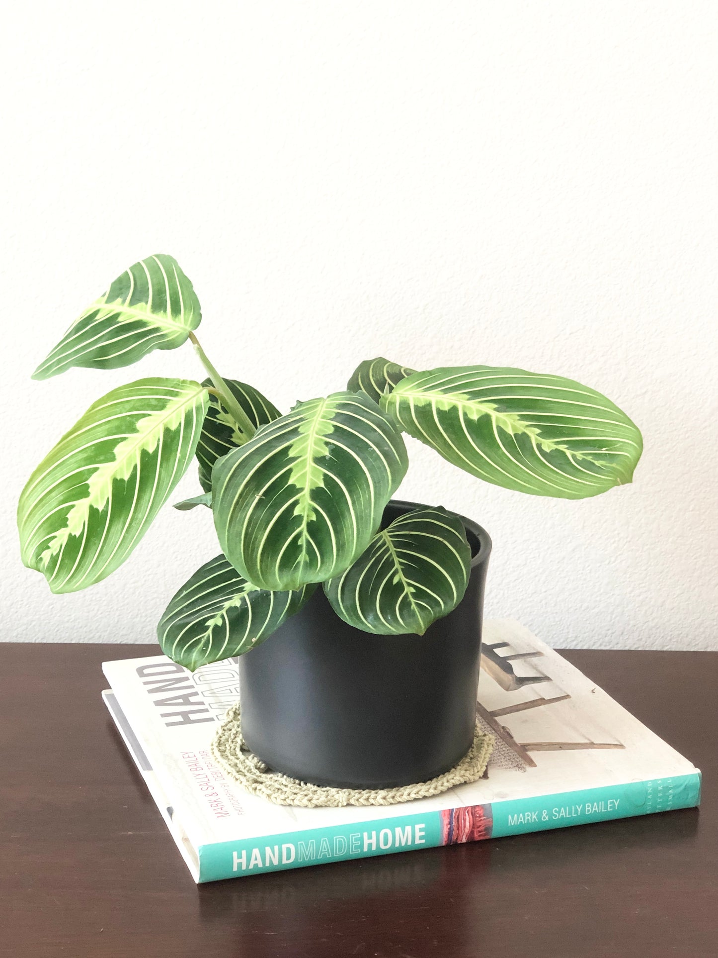 Indoor-Loving Lemon Lime Maranta in White or Black Ceramic Pot (4”)