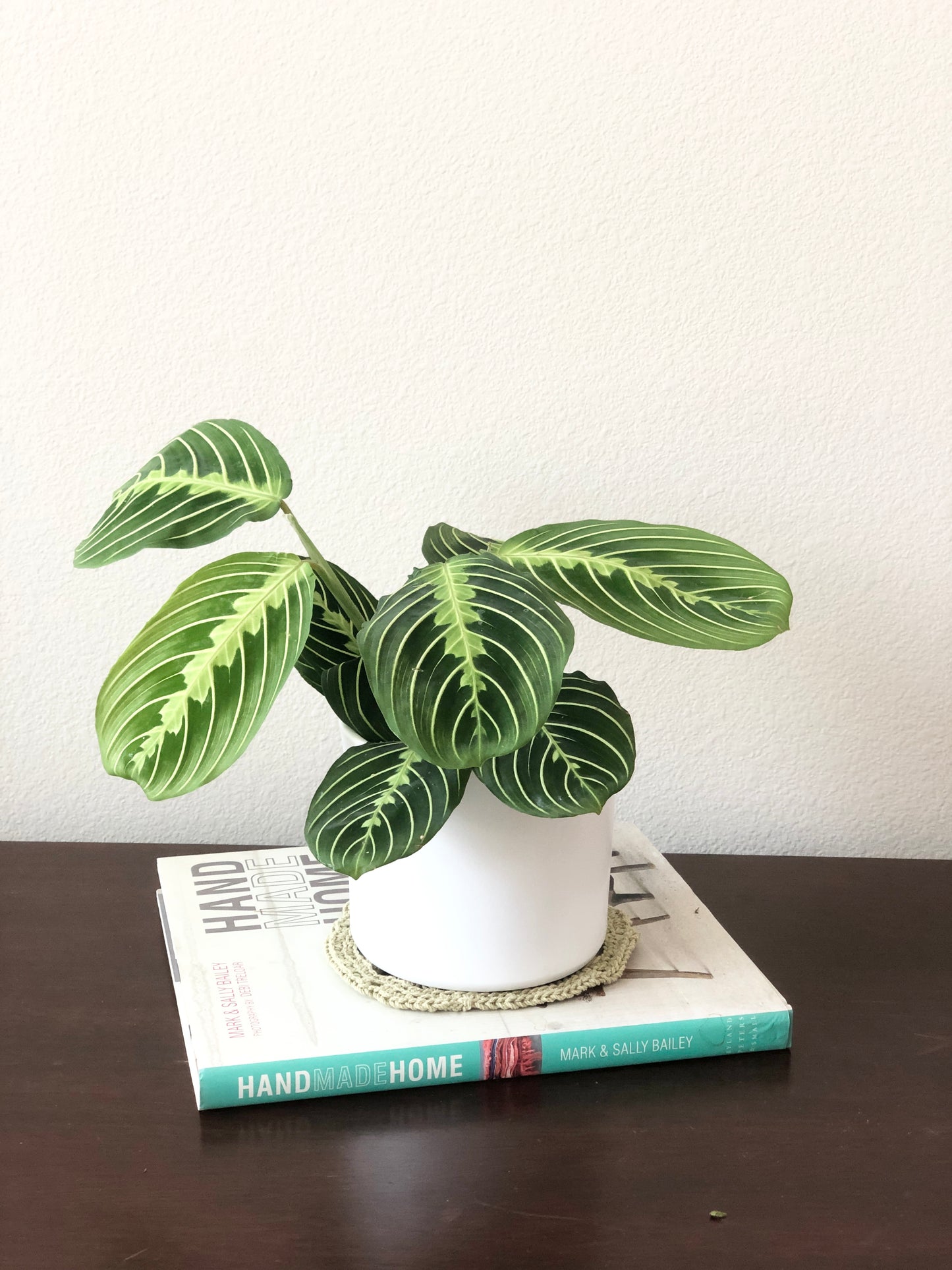 Indoor-Loving Lemon Lime Maranta in White or Black Ceramic Pot (4”)