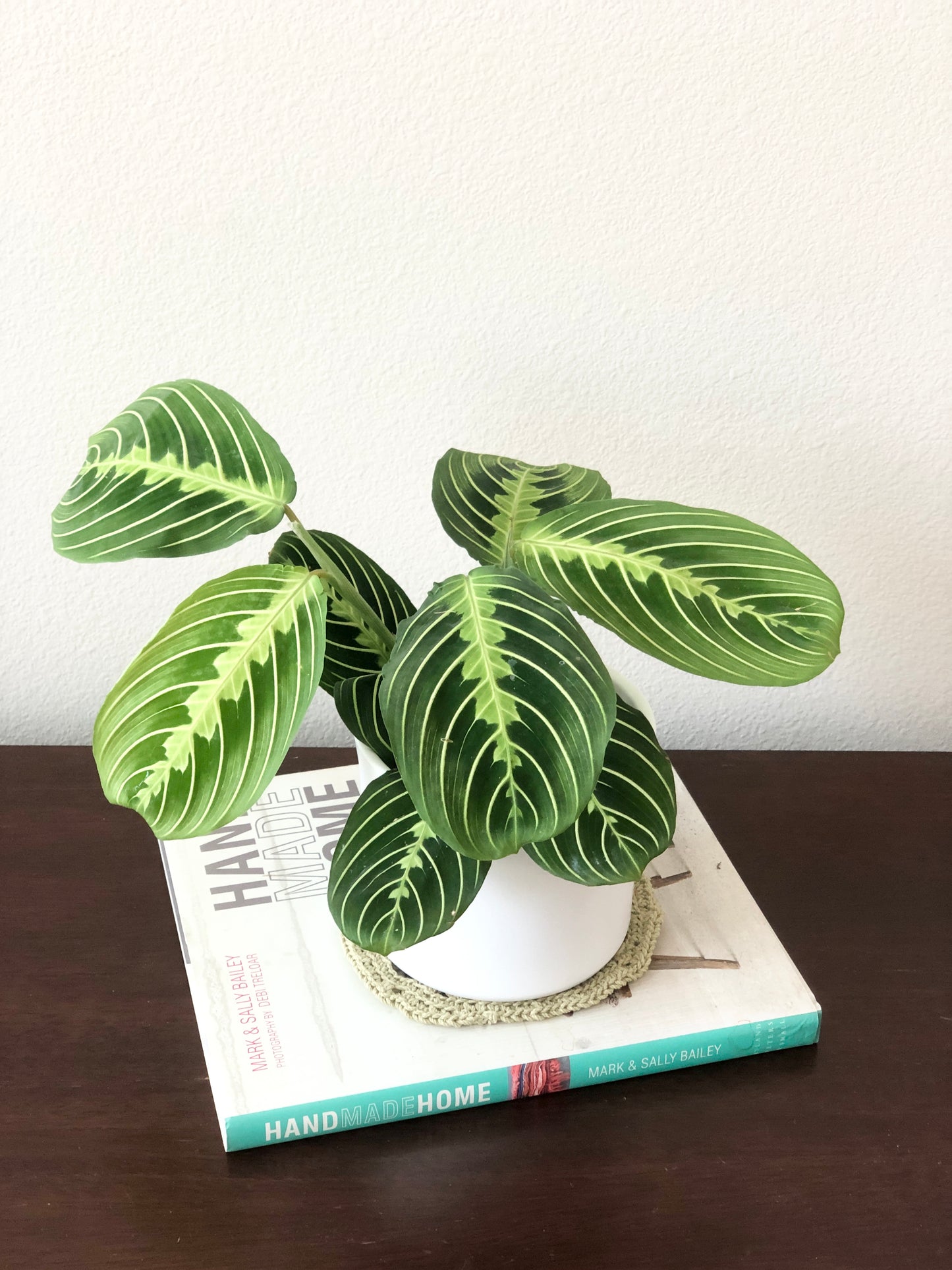 Indoor-Loving Lemon Lime Maranta in White or Black Ceramic Pot (4”)