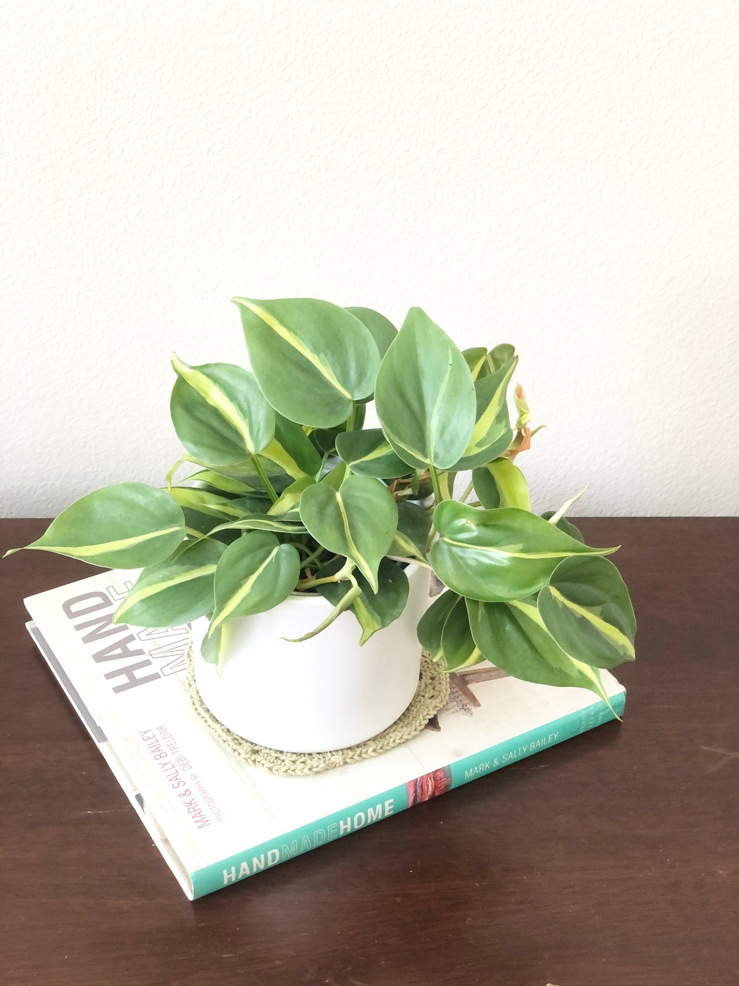 Indoor-Loving Philodendron Heartleaf in White or Black Ceramic Pot (4”)