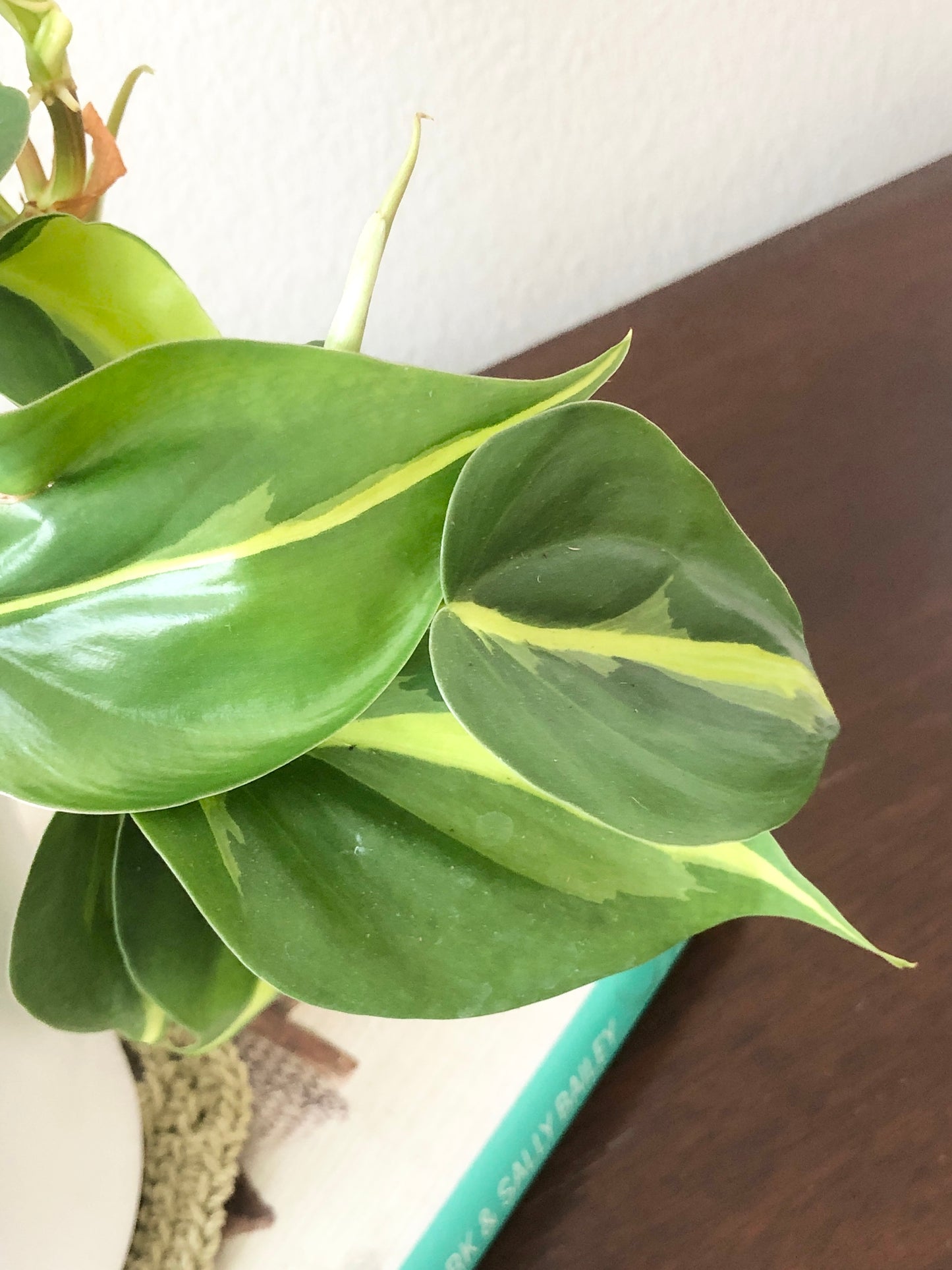 Indoor-Loving Philodendron Heartleaf in White or Black Ceramic Pot (4”)