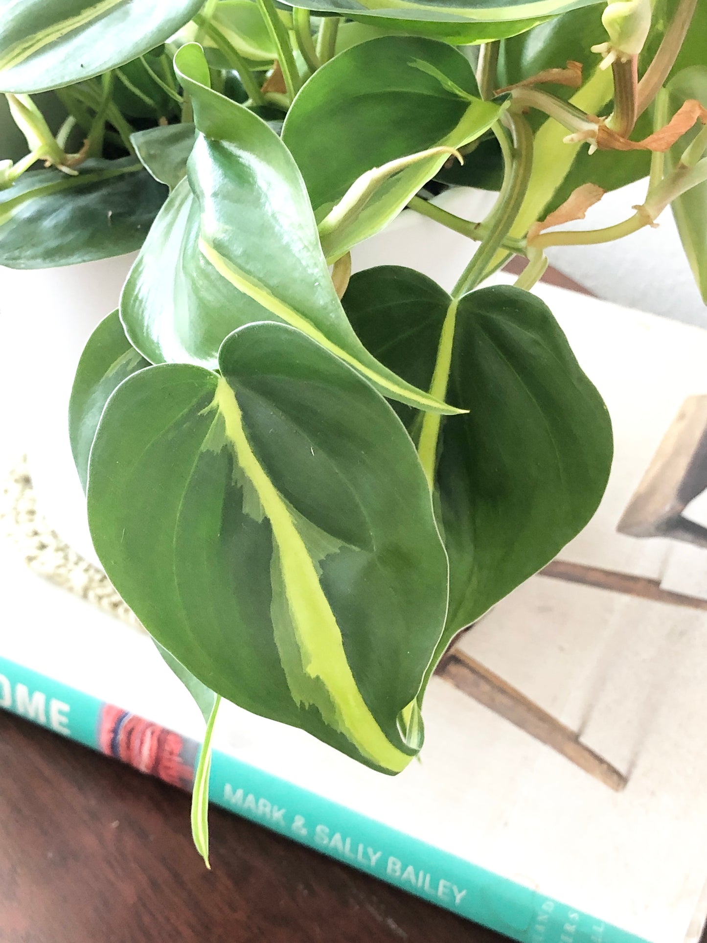 Indoor-Loving Philodendron Heartleaf in White or Black Ceramic Pot (4”)