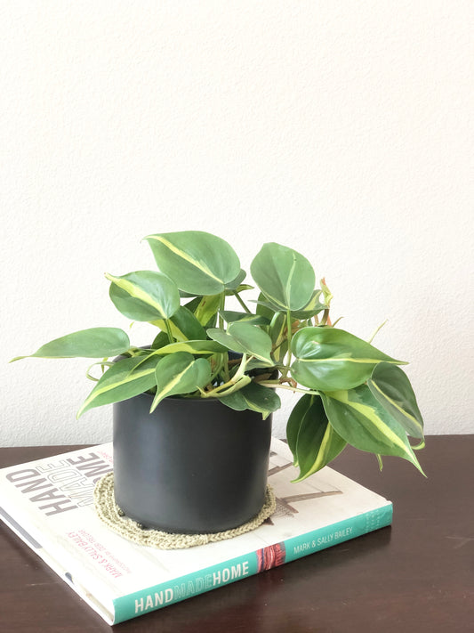 Indoor-Loving Philodendron Heartleaf in White or Black Ceramic Pot (4”)