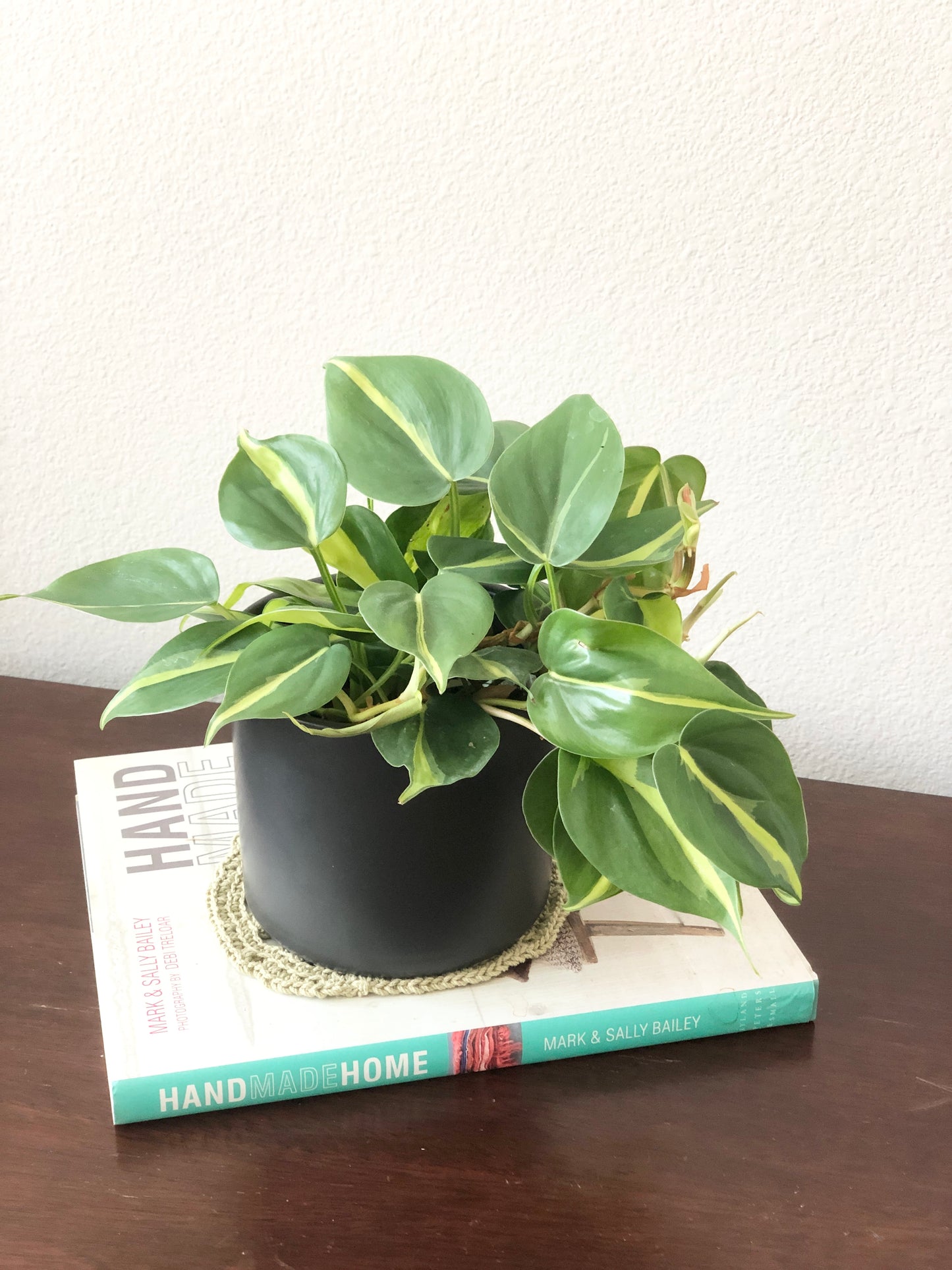 Indoor-Loving Philodendron Heartleaf in White or Black Ceramic Pot (4”)