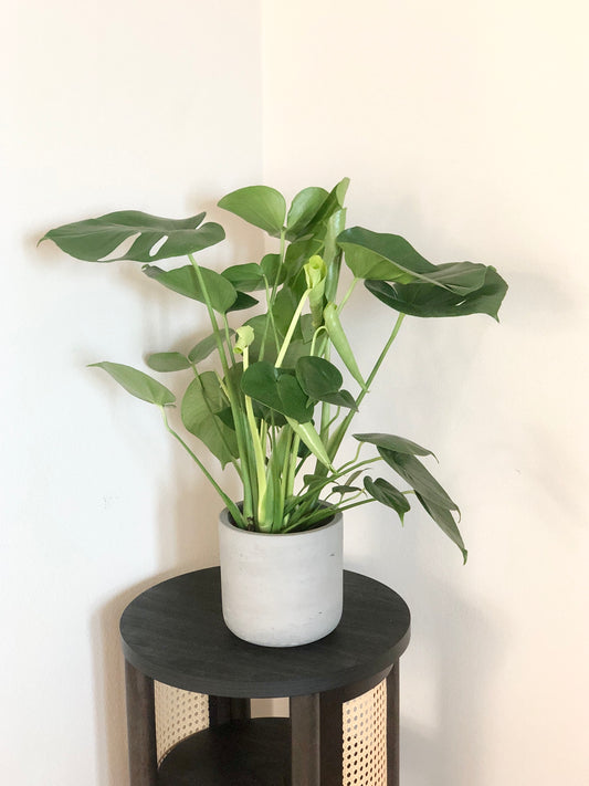 Live Monstera deliciosa "Split Leaf" in mid-century modern cement planter (8"diam, 25"tall)