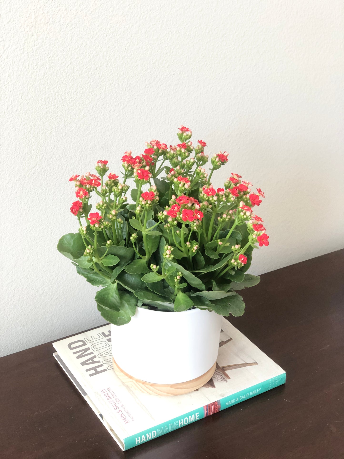 Indoor-Loving Calandiva in White Ceramic Pot with wood base (6”)