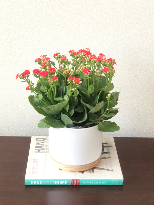 Indoor-Loving Calandiva in White Ceramic Pot with wood base (6”)