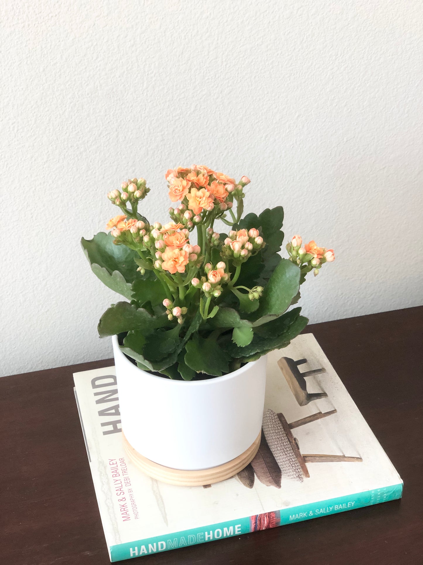 Indoor-Loving Calandiva in White Ceramic Pot with wood base (5”)