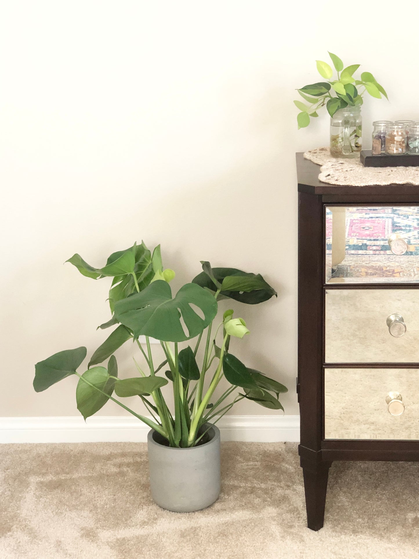 Live Monstera deliciosa "Split Leaf" in mid-century modern cement planter (8"diam, 25"tall)