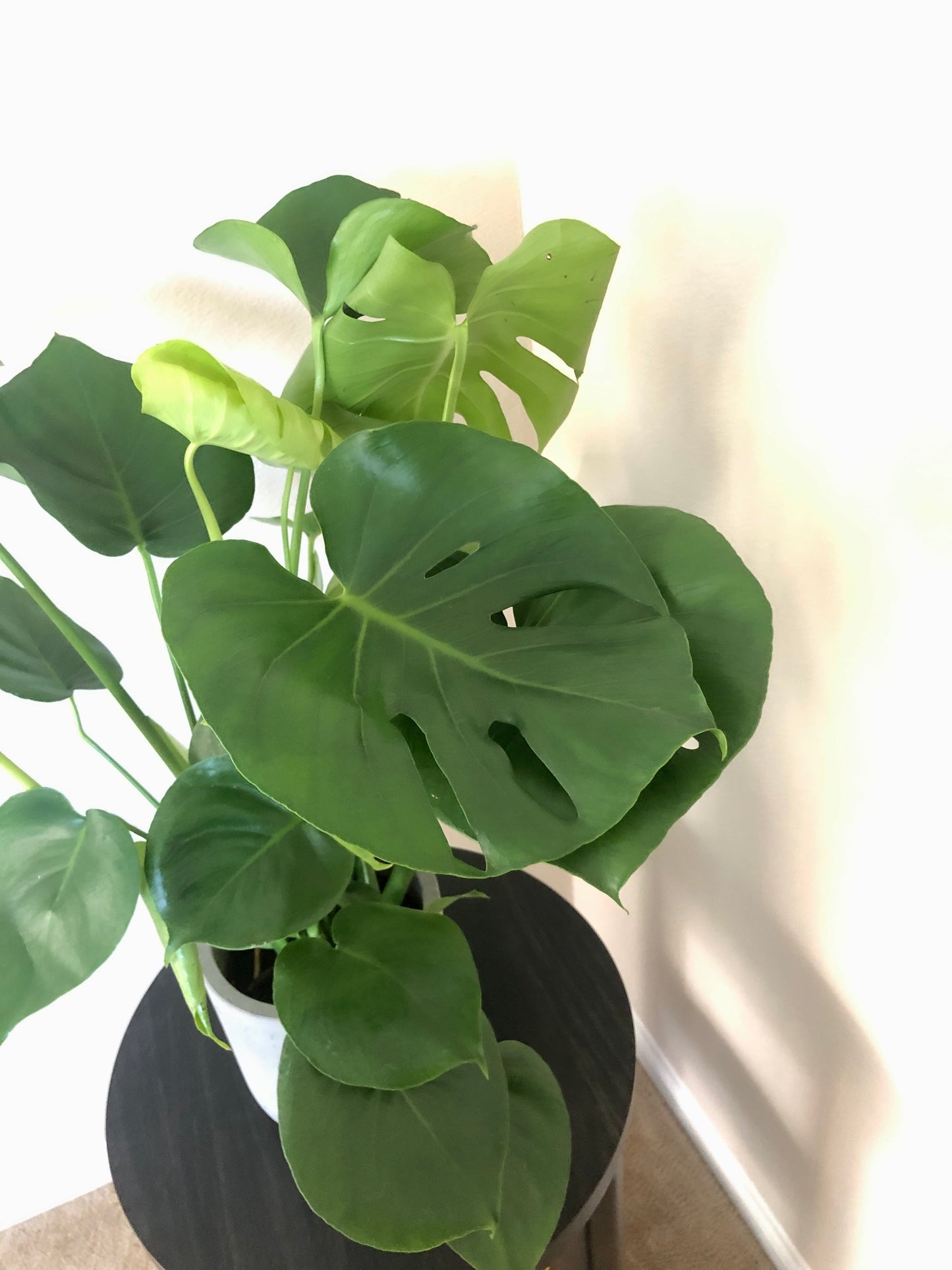 Live Monstera deliciosa "Split Leaf" in mid-century modern cement planter (8"diam, 25"tall)